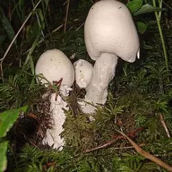 Amanita Virosa