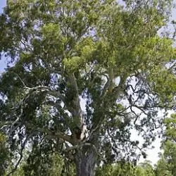 Eucalyptus
