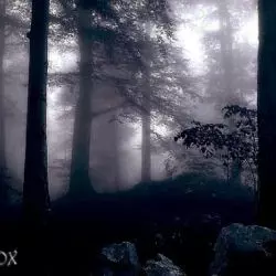 Evilnox