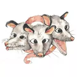 Opossums