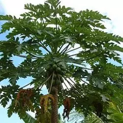 Papaya