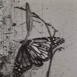 Papillon