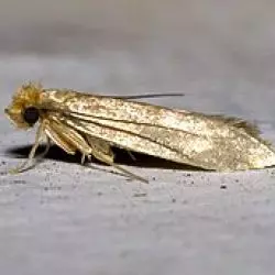 Tineidae
