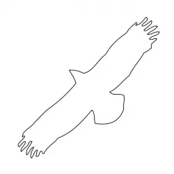 Buteo Buteo