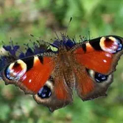 Lepidoptera
