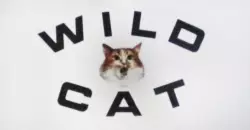 Wild Cat