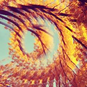 Album A Hawk And A Hacksaw: Forest Bathing