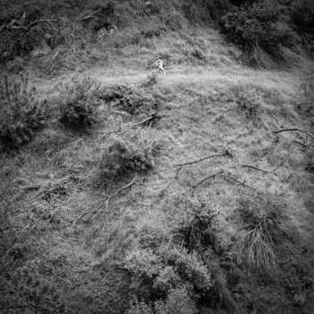 Album Anna Tivel: Animal Poem