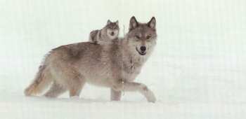 CD Armand Amar: La Jeune Fille Et Les Loups