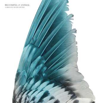 Album Massimo Pupillo: A Distant Hand Lifted