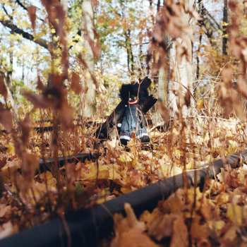 Album Billy Woods: Golliwog