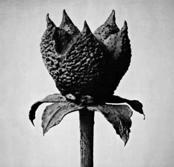 Album Masayoshi Fujita: Book Of Life