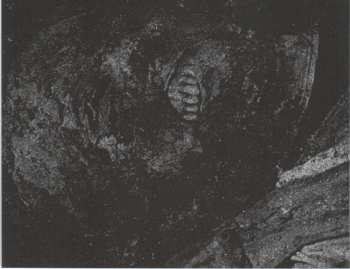 CD Cadaver Shrine: Benighted Desecration