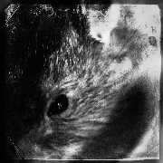 LP Decline Of The I: Rebellion LTD