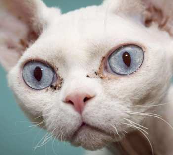 LP/SP Die Realität: Bubblegum Noir