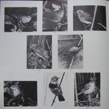 LP Dr. Ország Mihály: Magyarország Madárhangjai - Erdő És Nádas / Bird Songs Of Hungary - Sounds Of Wood And Reeds