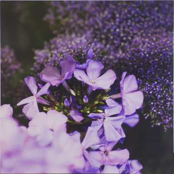 LP Dumb Numbers: Dumb Numbers