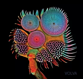 Echolot: Volva