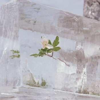 CD Efterklang: Windflowers