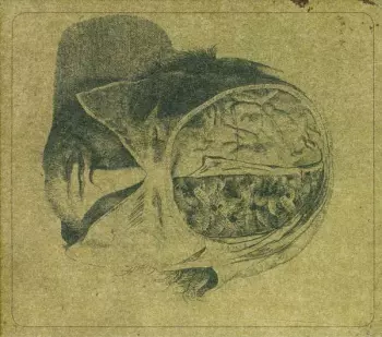 Farsot: Insects