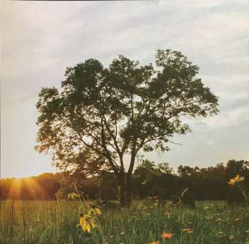 LP Fink: Bloom Innocent CLR