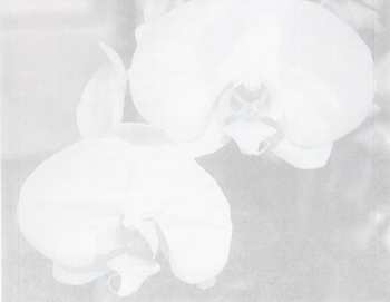 CD Gloria Estefan: Amor Y Suerte (The Spanish Love Songs)