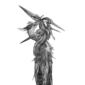 Grand Blue Heron: Hatch