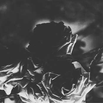 LP Hexis: Split 5" CLR | LTD
