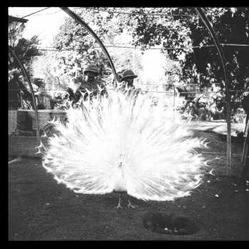 LP Jack White: Blunderbuss