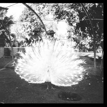 LP Jack White: Blunderbuss