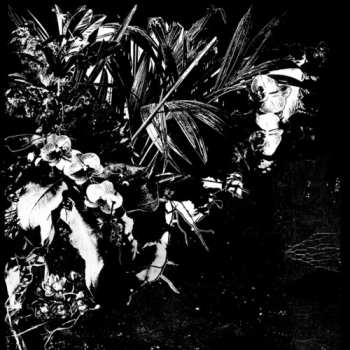 Album Jef Mertens: Orchid Alto