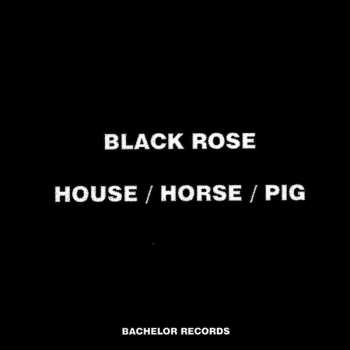 SP Küken: Black Rose