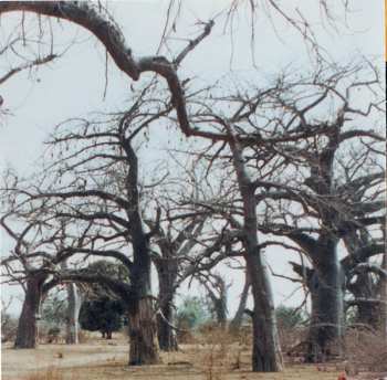 CD Lanaya: Soun Soun – La Tradition Mandingue