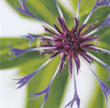 CD Le Vent Du Nord: 20 Printemps