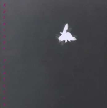 CD Lucia Ronchetti: Xylocopa Violacea (Solo Per Viola And Live-electronics)