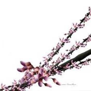 Album Luciano: Yamoré Remix