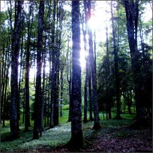 Album Lullabier: Fitoterapia