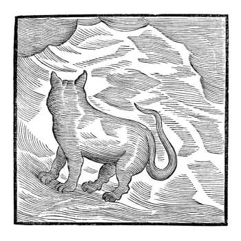 Album YPY: Kansai Bruises