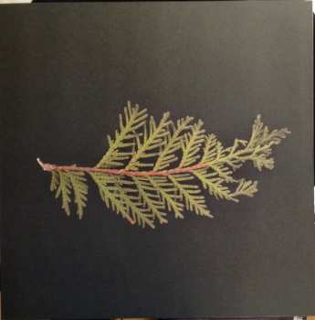 LP Magnolia Electric Co.: Josephine