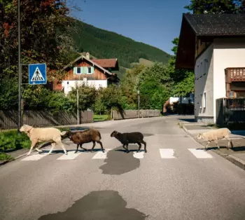 Maxi Pongratz: I Mecht An Landler Hean