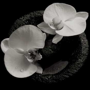 LP Mike Patton: Corpse Flower CLR