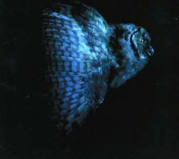 Album Mondkopf: Rising Doom