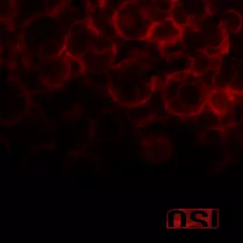 Blood