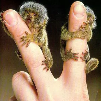 Overwhelming Colorfast: Two Words