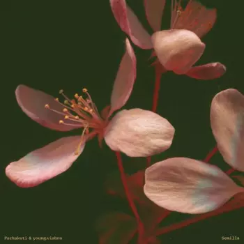 Pachakuti & young.vishnu: Semilla