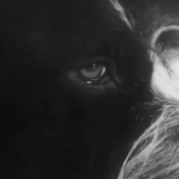 Robert Panthera Krause: Yorikke