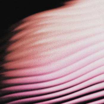 CD Polar.: Everywhere, Everything LTD | DIGI