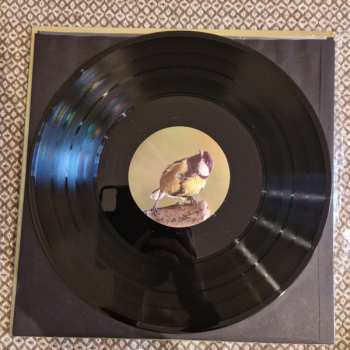 LP Rafael Toral: Spectral Evolution