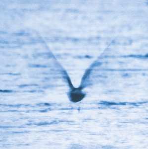 CD Ryo Fukui: Mellow Dream
