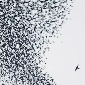 Wilco: Sky Blue Sky